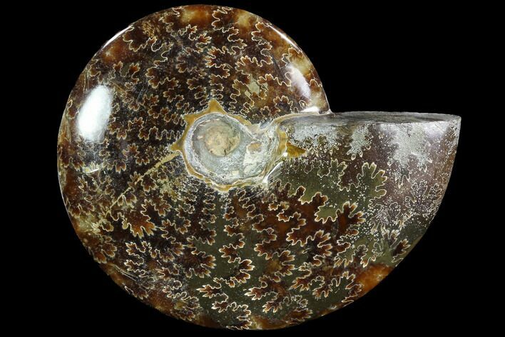 Polished, Agatized Ammonite (Cleoniceras) - Madagascar #88083